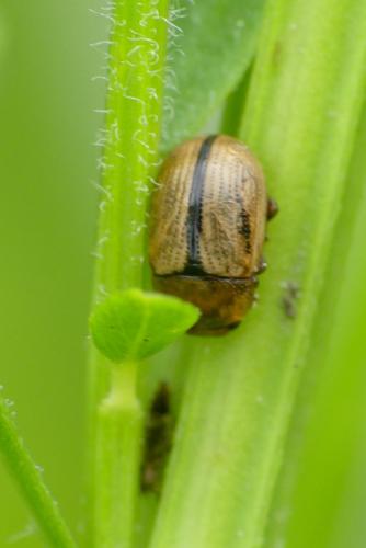 Gonioctena olivacea